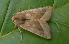 Hydraecia micacea