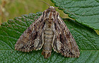 Apamea monoglypha