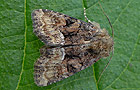 Oligia