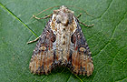 Lateroligia ophiogramma