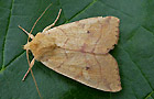 Enargia paleacea