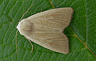 Arenostola phragmitidis