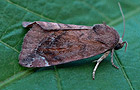 Cosmia pyralina