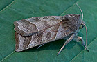 Ipimorpha retusa