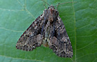 Mniotype satura