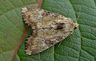 Apamea scolopacina
