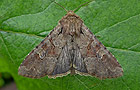 Apamea sordens