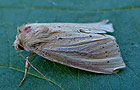 Globia sparganii