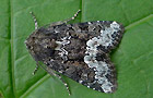 Oligia strigilis