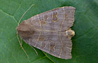 Ipimorpha subtusa