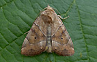 Cosmia trapezina