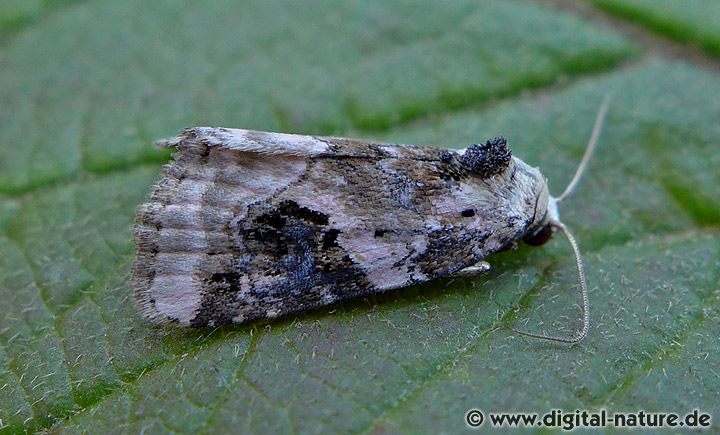 Dreieck-Grasmotteneulchen Pseudeustrotia candidula