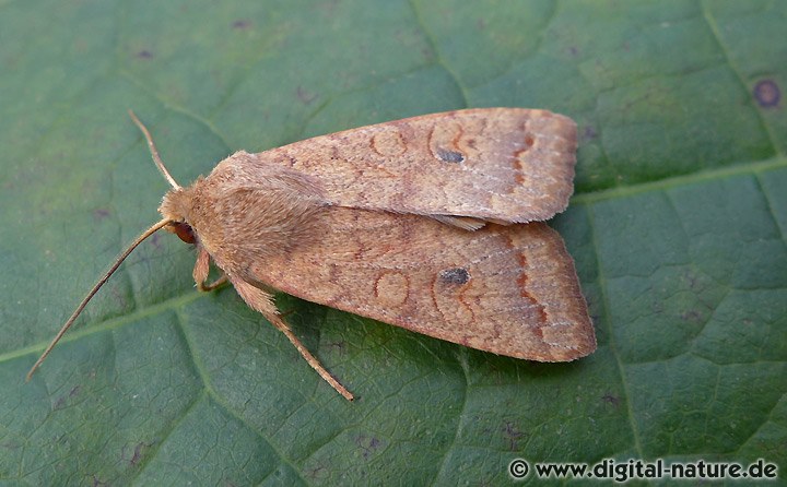 Rötlichgelbe Herbsteule Sunira circellaris