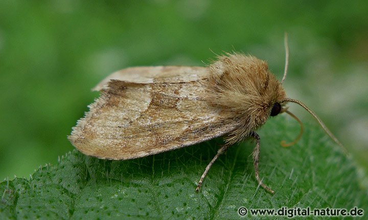 Moorwiesen-Halmeulchen Oligia fasciuncula