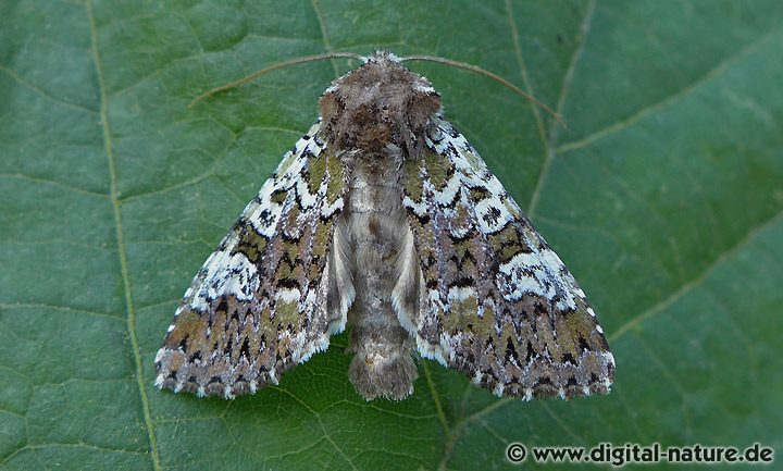 Bunte Waldgraseule Crypsedra gemmea