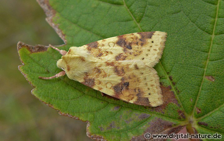 Bleich-Gelbeule Cirrhia icteritia