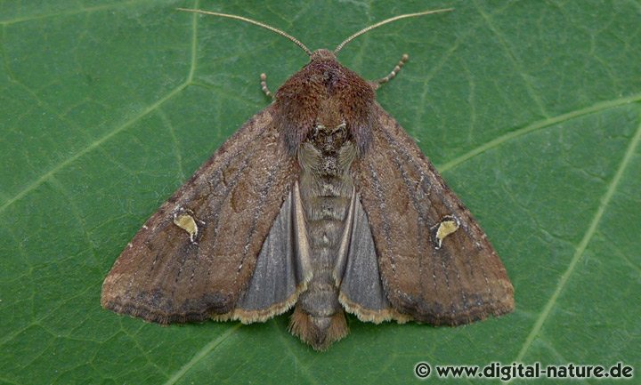 Schwertlilieneule Helotropha leucostigma