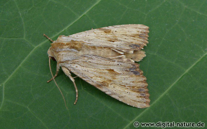 Rötlichgelbe Grasbüscheleule Apamea lithoxylaea