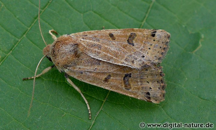 Mondfleck-Herbsteule Agrochola lunosa