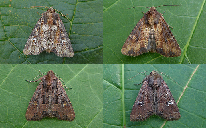 Getreide-Halmeule Mesapamea cf. secalis