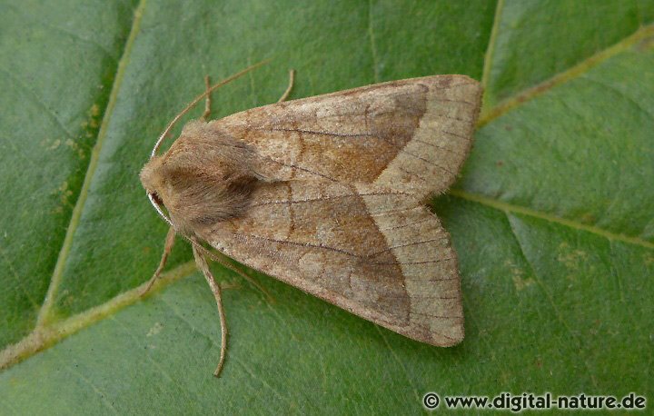 Markeule Hydraecia micacea