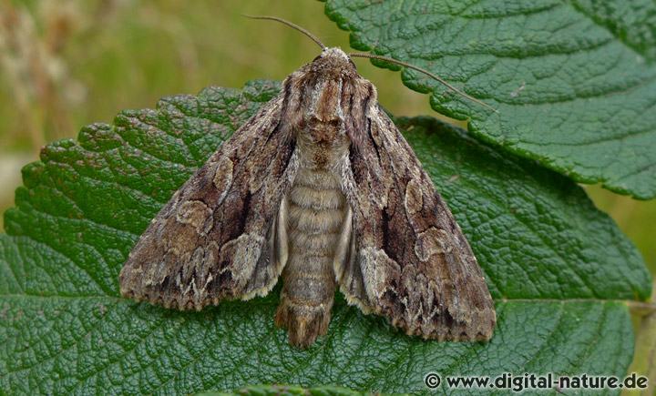 Wurzelfresser Apamea monoglypha