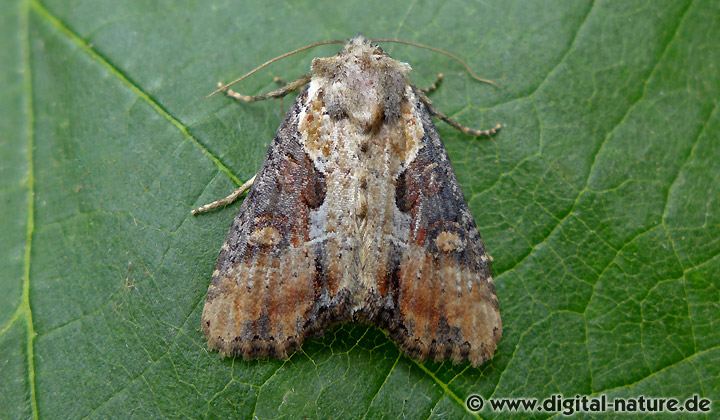 Schlangenlinien-Grasbüscheleule Lateroligia ophiogramma