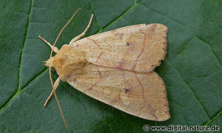 Gelbe Blatteule Enargia paleacea