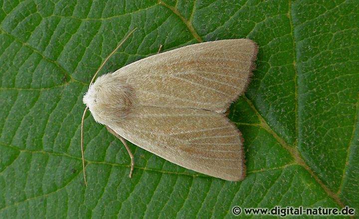 Gelbweisse Schilfeule Arenostola phragmitidis