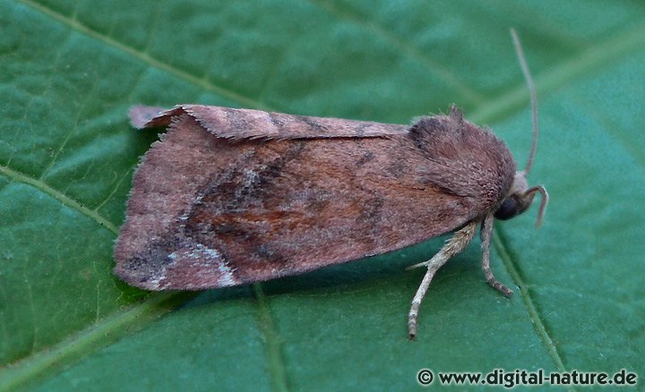 Violettbraune Ulmeneule Cosmia pyralina