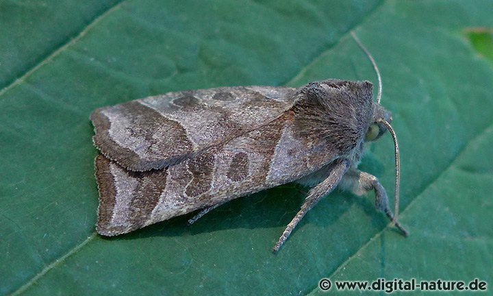 Weidenbusch-Blatteule Ipimorpha retusa