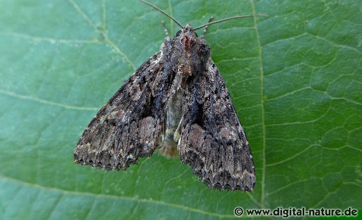 Dunkelbraune Waldrandeule Mniotype satura