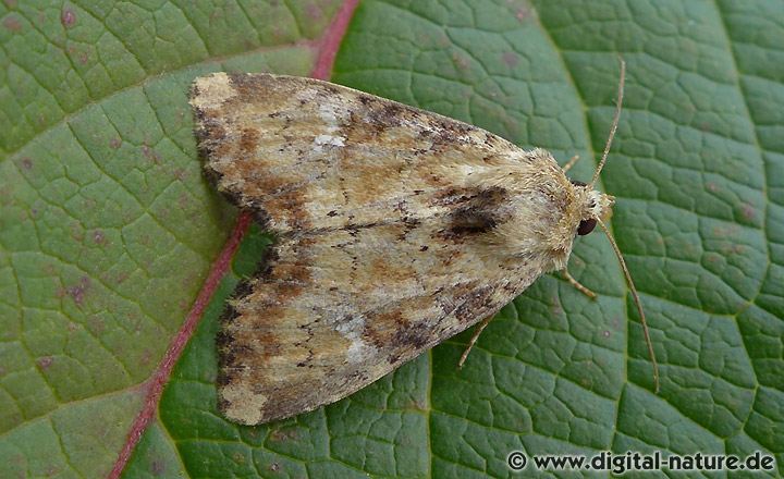 Bräunlichgelbe Grasbüscheleule Apamea scolopacina