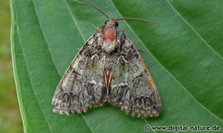 Bunte Ligustereule Polyphaenis sericata