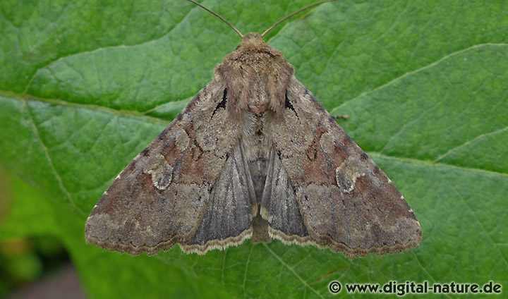 Ackerrand-Grasbüscheleule Apamea sordens
