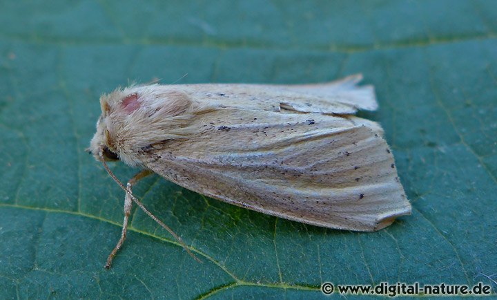 Rohrkolbeneule Globia sparganii