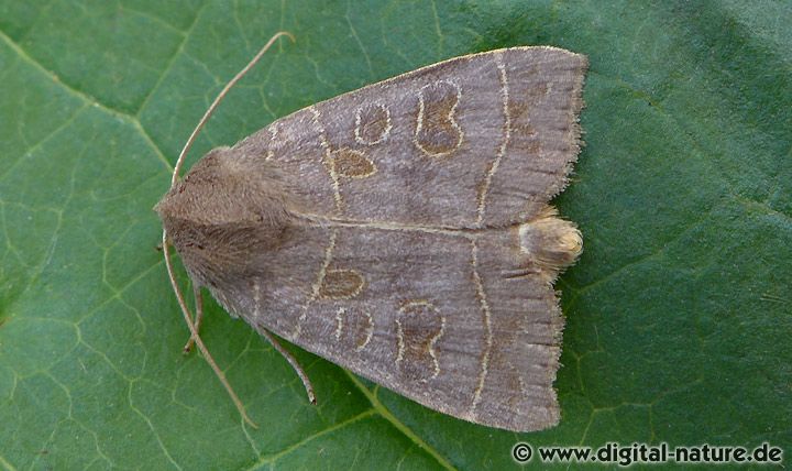 Pappel-Blatteule Ipimorpha subtusa