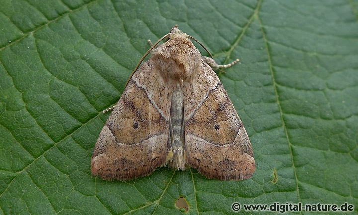 Trapezeule Cosmia trapezina