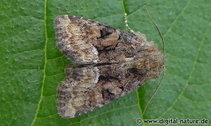 Oligia versicolor oder latruncula
