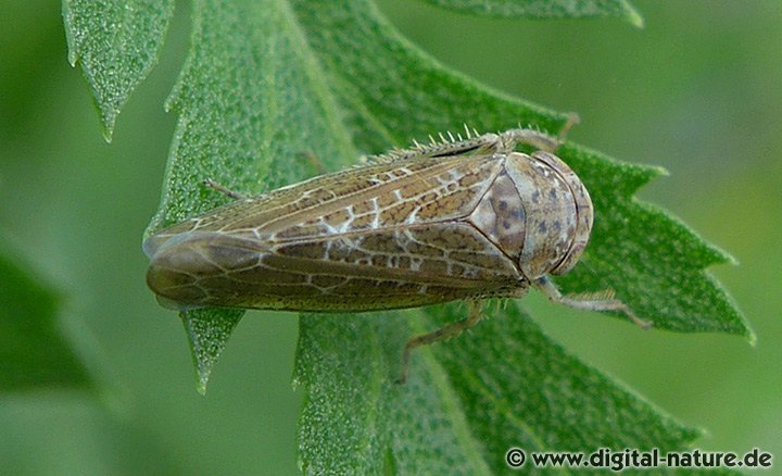 Auen-Baumzirpe Allygus modestus