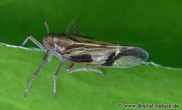 Schöne Schilfspornzikade (Euides basilinea) Männchen