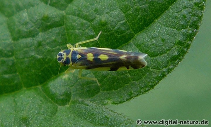 Gold-Blattzikade Eupteryx aurata