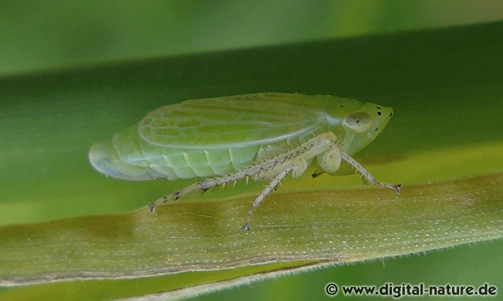 Punktierte Graszirpe Graphocraerus ventralis