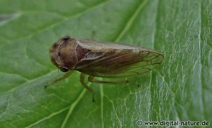 Gemeine Kappenzikade Megophthalmus scanicus