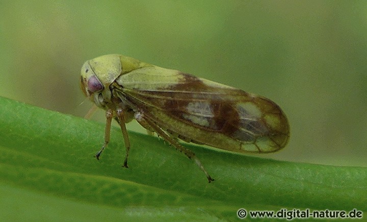 Birkenmaskenzikade Oncopsis cf. flavicollis