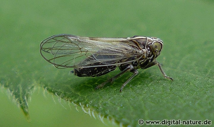 Rispen-Spornzikade Ribautodelphax albostriata