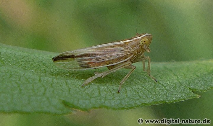 Knäulgras-Spornzikade Stenocranus minutus