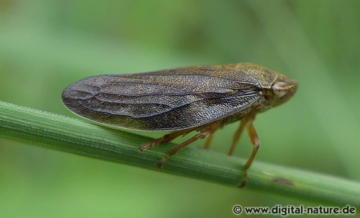 Aphrophora salicina Lebensräume