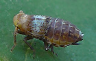 Conomelus anceps