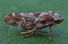 Aphrophora corticea